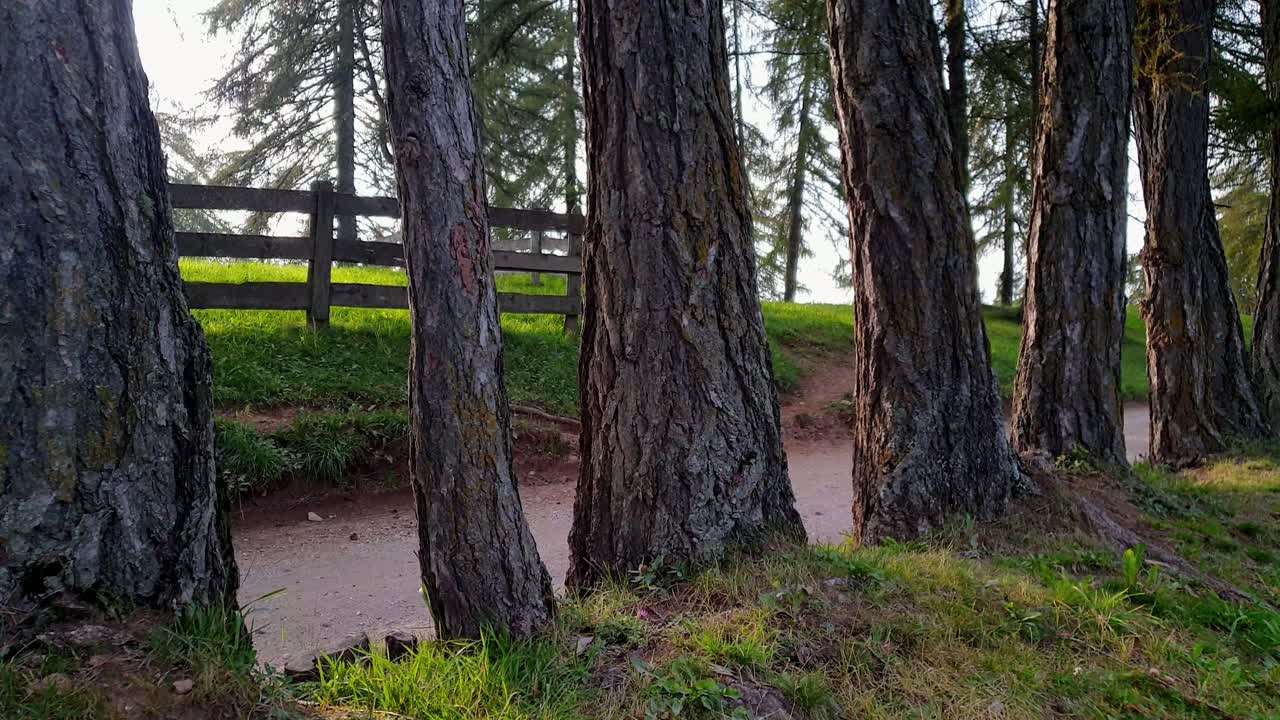 ряд лиственниц