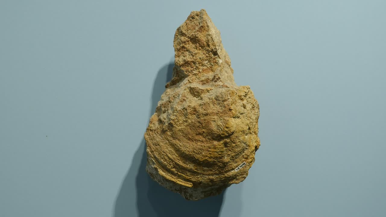 이탈리아 볼카 - 베로나 의 화석 박물관 에 전시 되어 있는 화산 암석