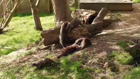 a small family group of asian small-clawed otters play on grass and tree stumps