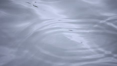 a slow motion of rain drop in the water the pond rainy day closeup