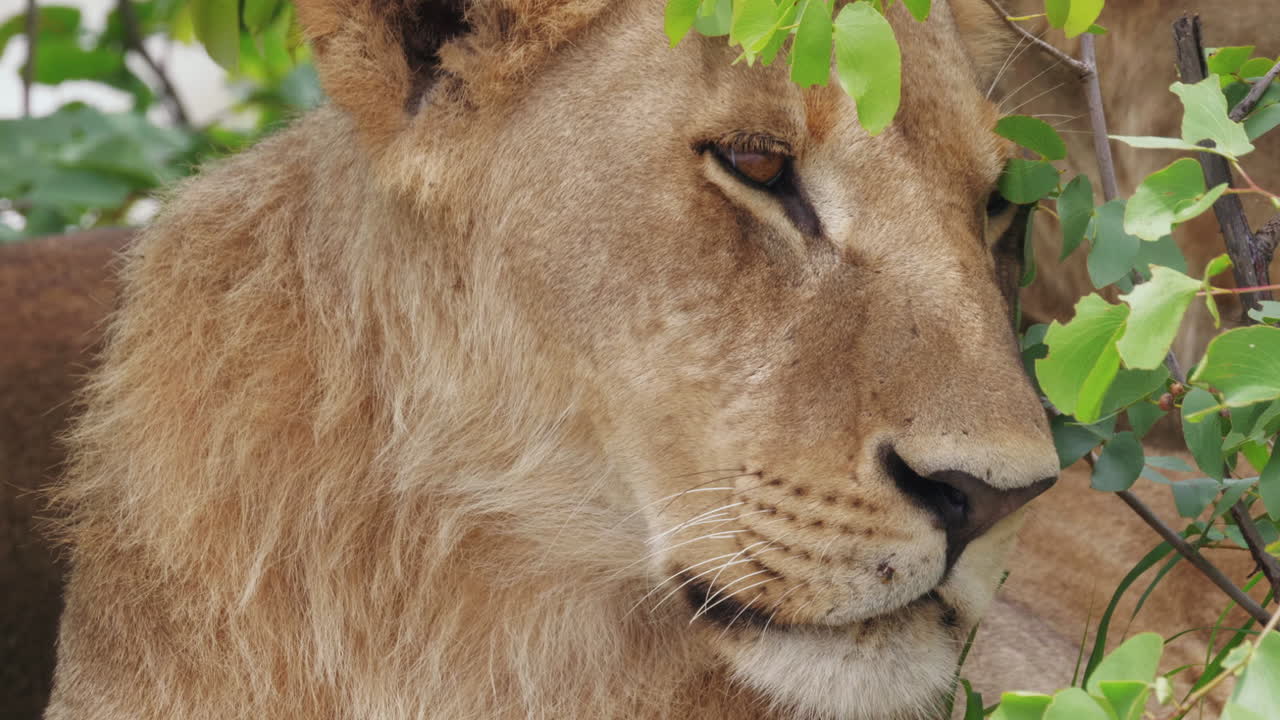 Detail divokého afrického lva odpočívajícího pod stromem
