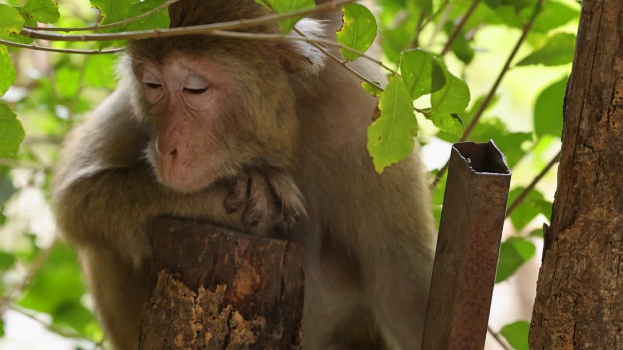 A macaque sits quietly on a tree stump, surrounded by lush green leaves, observing its environment.