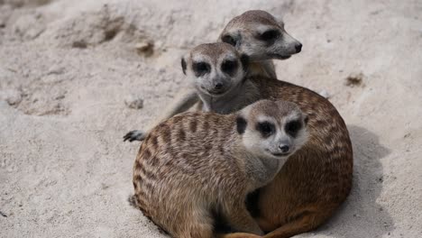 close up shot of cute meerkat family cuddling together on sandy terrain in zoo