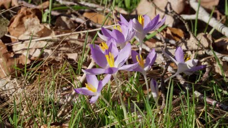 las flores están creciendo en primavera