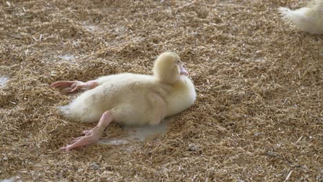 poultry farm. ducklings.