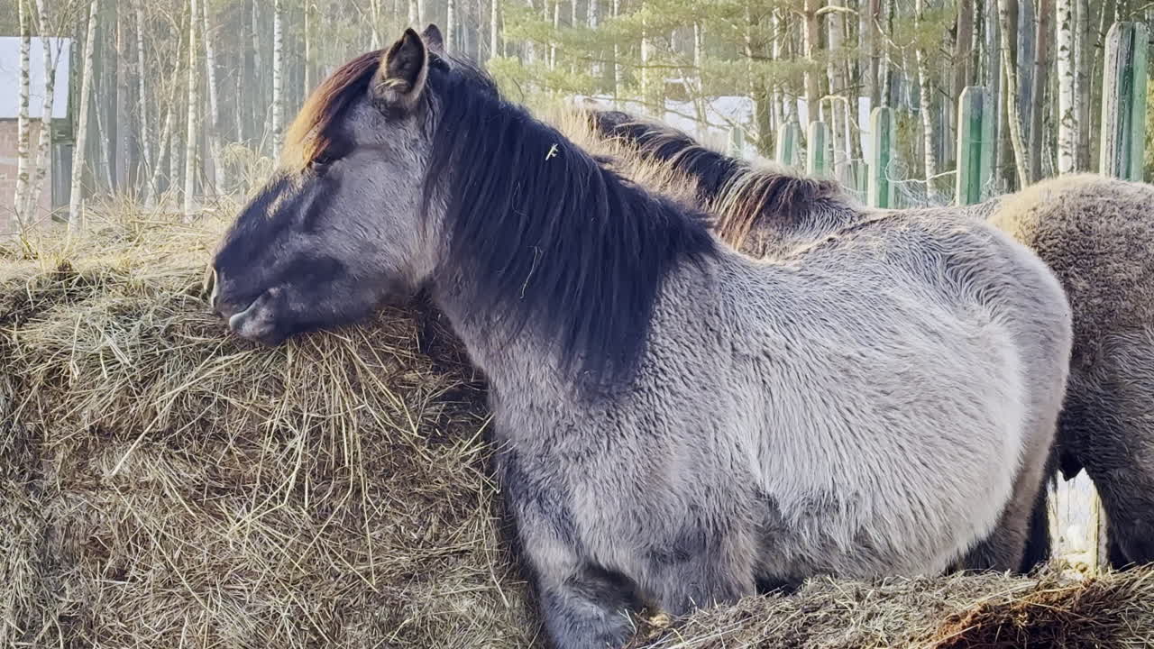 Cavalos comendo feno em uma área florestal sob céu limpo à luz do amanhecer, cercados por árvores e natureza