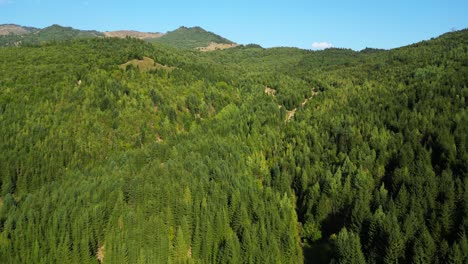 Dense-Trees-In-The-Forest-In-Summer