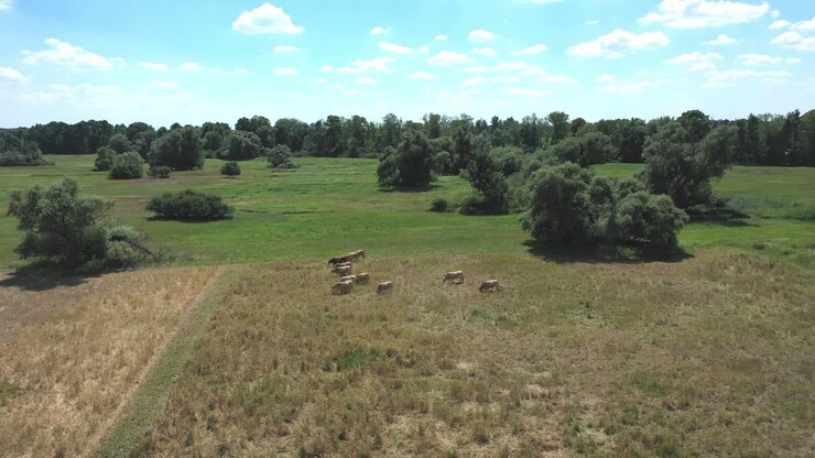 Mucche al pascolo in un campo con alberi fitti durante l'estate