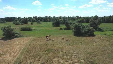 grazing cows on field with dense trees during summer