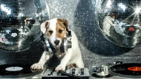 Dog-DJ-4K-05