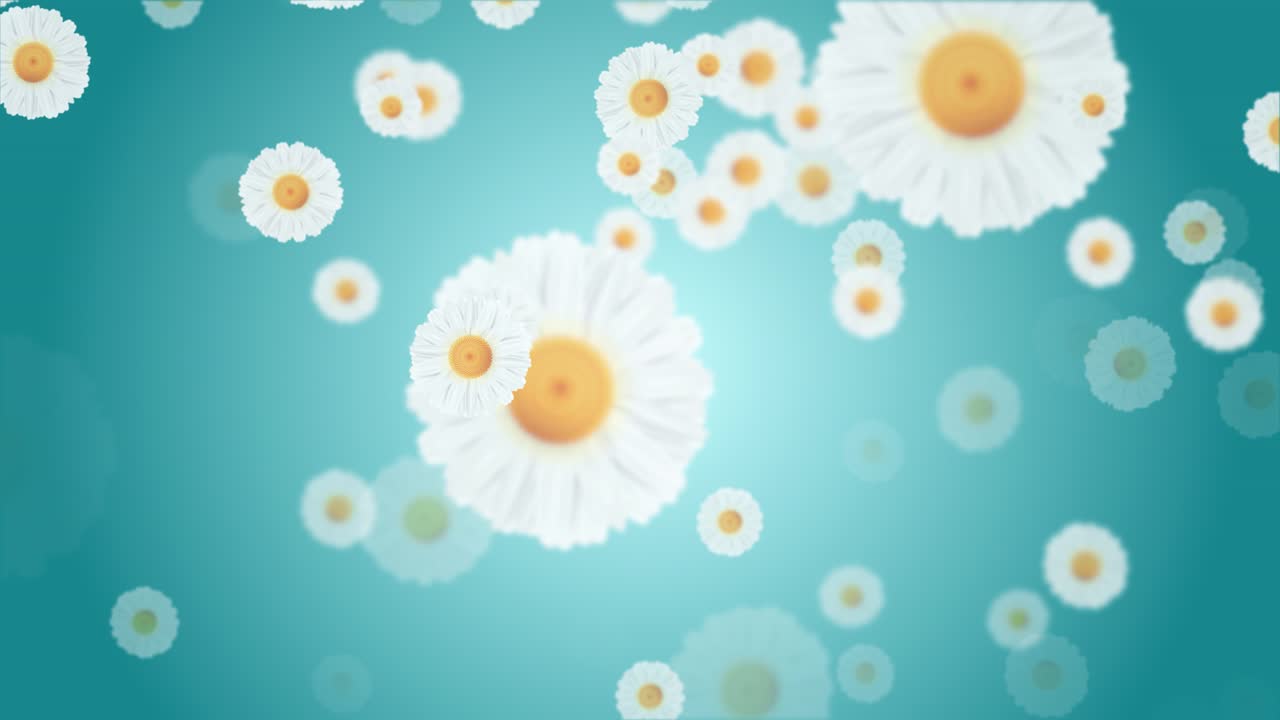 White chamomile daisy flower blurred background falling down romantic wedding spring natural