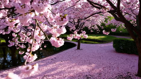 cherry blossoms in a beautiful garden