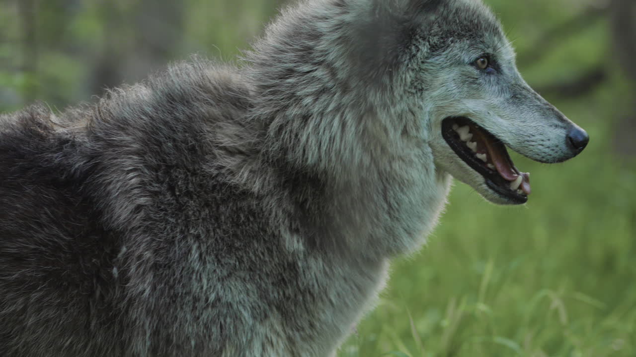 un majestuoso lobo gris de cerca mirando fijamente hacia el bosque