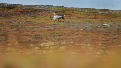 a reindeer with magnificent antlers roams through the autumn tundra