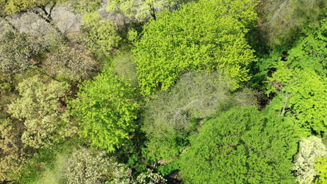 an aerial view of the tops of green trees