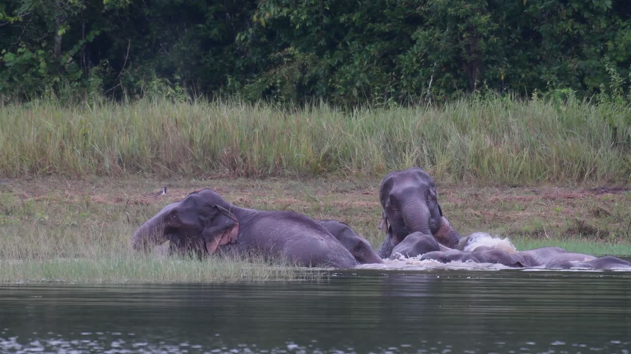 아시아코끼리는 멸종 위기에 처해 있으며 이 무리는 카오야이 국립공원의 호수에서 놀고 목욕을 하며 즐거운 시간을 보내고 있습니다.