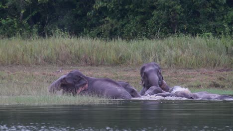 the asiatic elephants are endangered and this herd is having a good time playing and bathing in a lake at khao yai national park