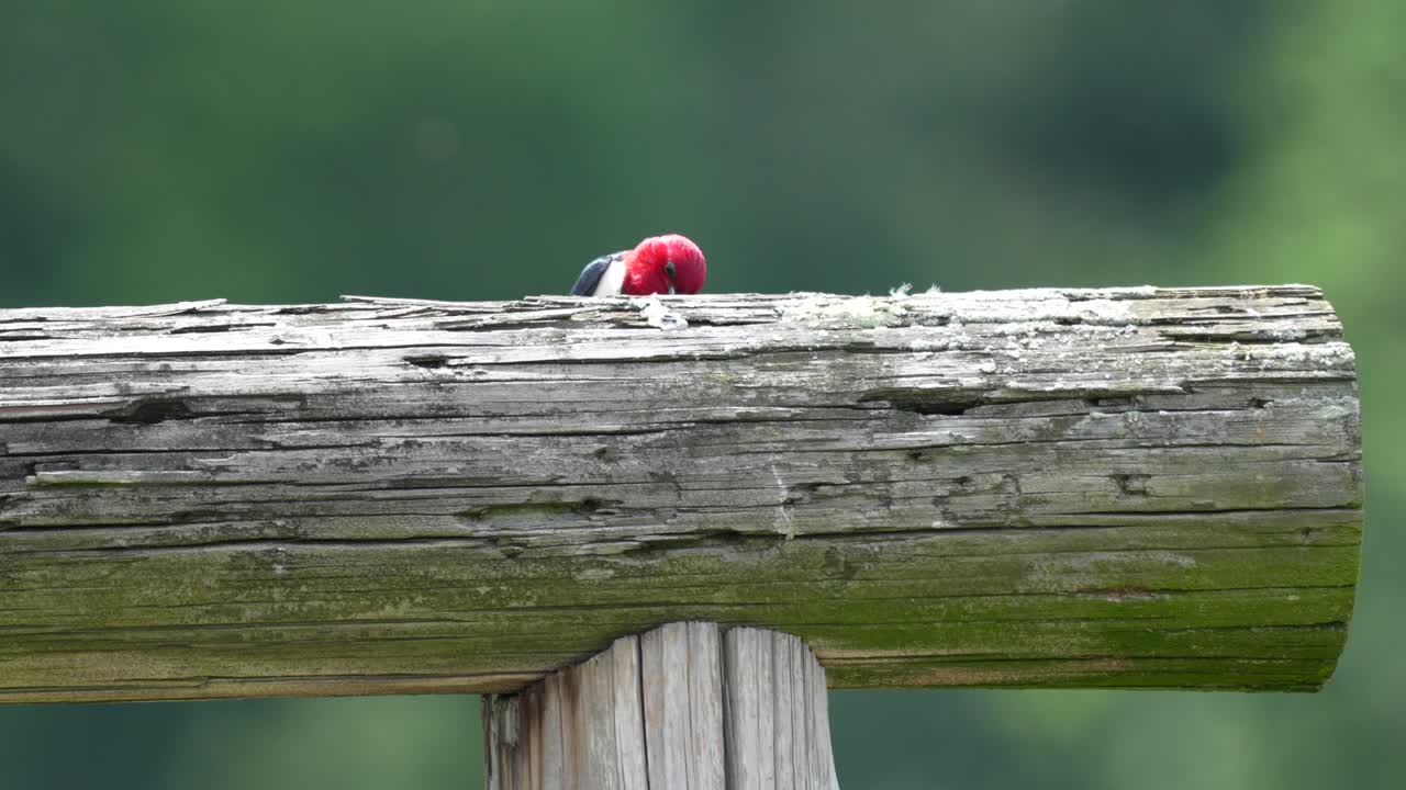 un pájaro carpintero de cabeza roja posado en un poste y buscando pájaros en el brillante sol de verano