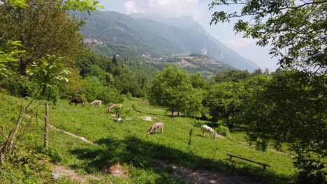 pan over donkeys on a meadow, cloud covered mountain top in the background on a sunny day