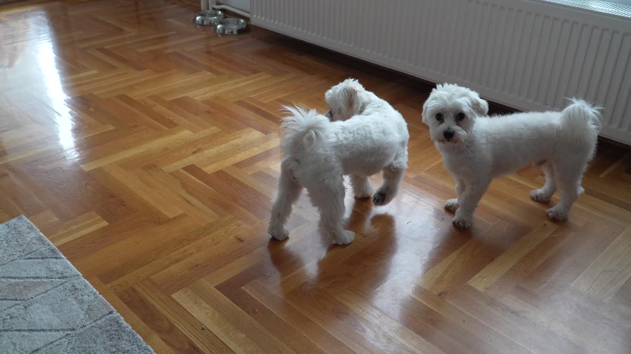 Two white Maltese dogs stand on a glossy wooden floor inside a sunlit home, one facing the camera while the other looks away. A light rug and metal food bowls are also visible in the background.