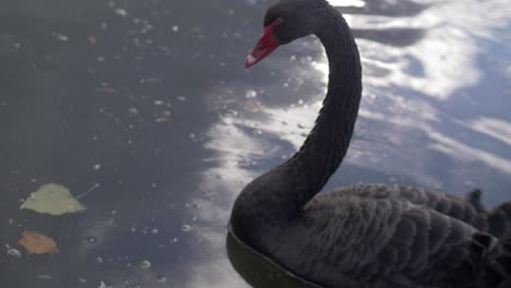 Ein-Schwarzer-Schwan,-Der-Im-Wasser-Schwimmt