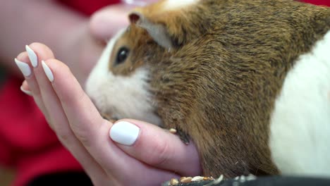 pet eats in hands of man. girl feeding pet guinea pig closeup in contact zoo, concept of tenderness , caress, trust