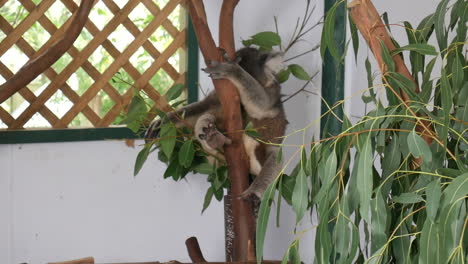 fantastic shot of koala sleeping in a tree