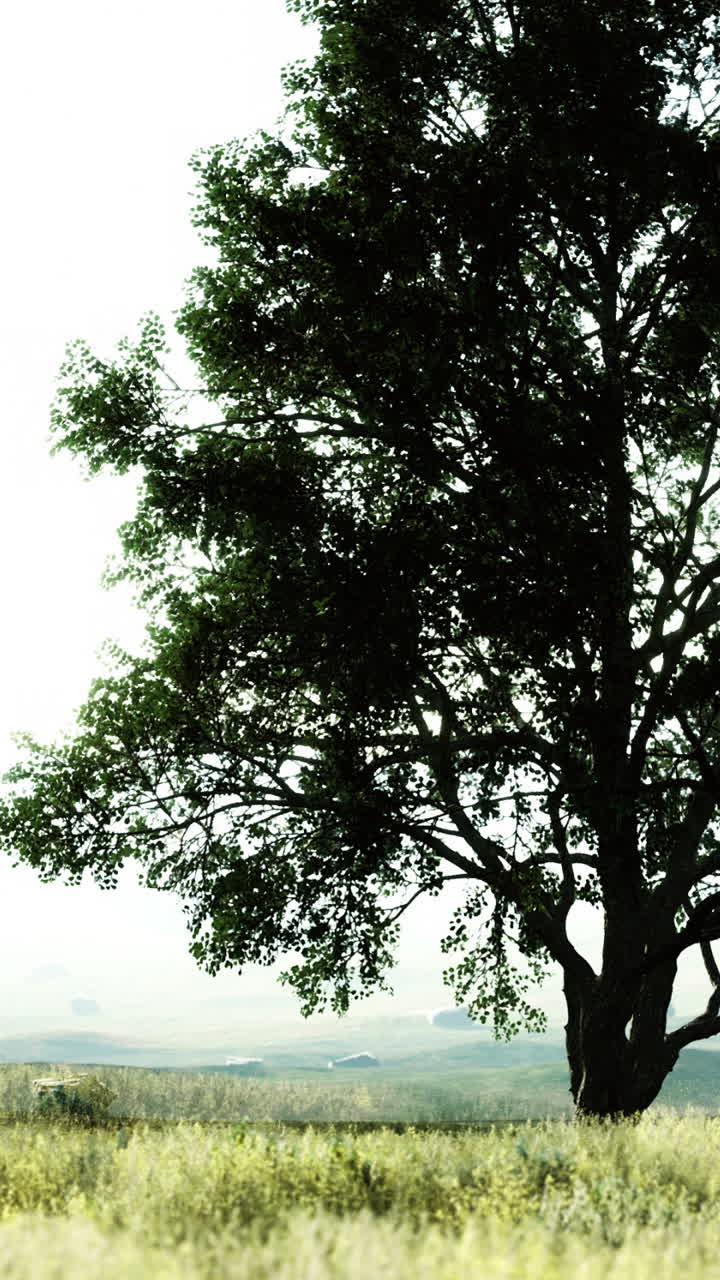Tall tree stands in a field during early morning light at a rural location