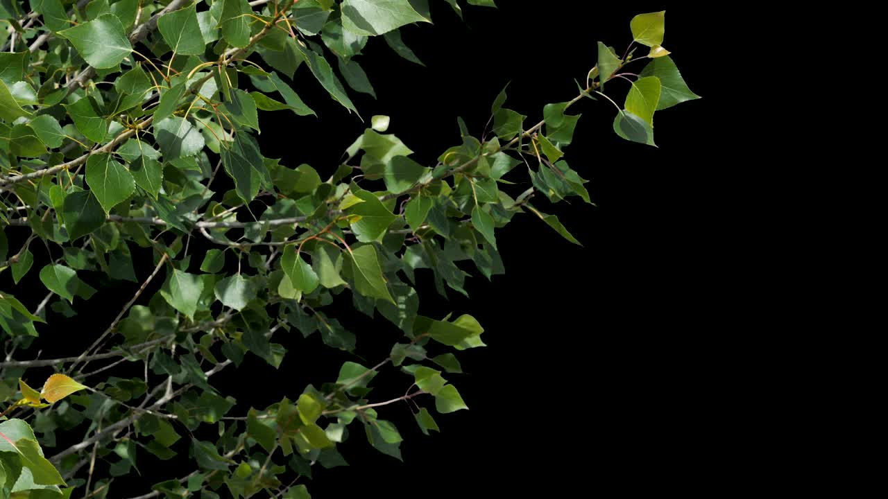 un hermoso árbol verde fresco flota en el viento. grabado en una caja azul y cortado para que pueda insertarlo sin problemas usando el canal alfa.