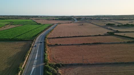 a peaceful field of cows grazes next to a country road leading to ciutadella de menorca, creating a serene rural scene framed by the natural beauty of the island.