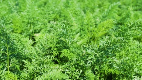 carrot plant growing in earth, organic farming, rows in the field, closeup