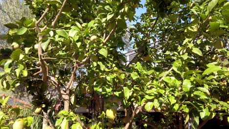 slow tilting down video of a lemon tree with ripe lemons in a sunny day. australia.