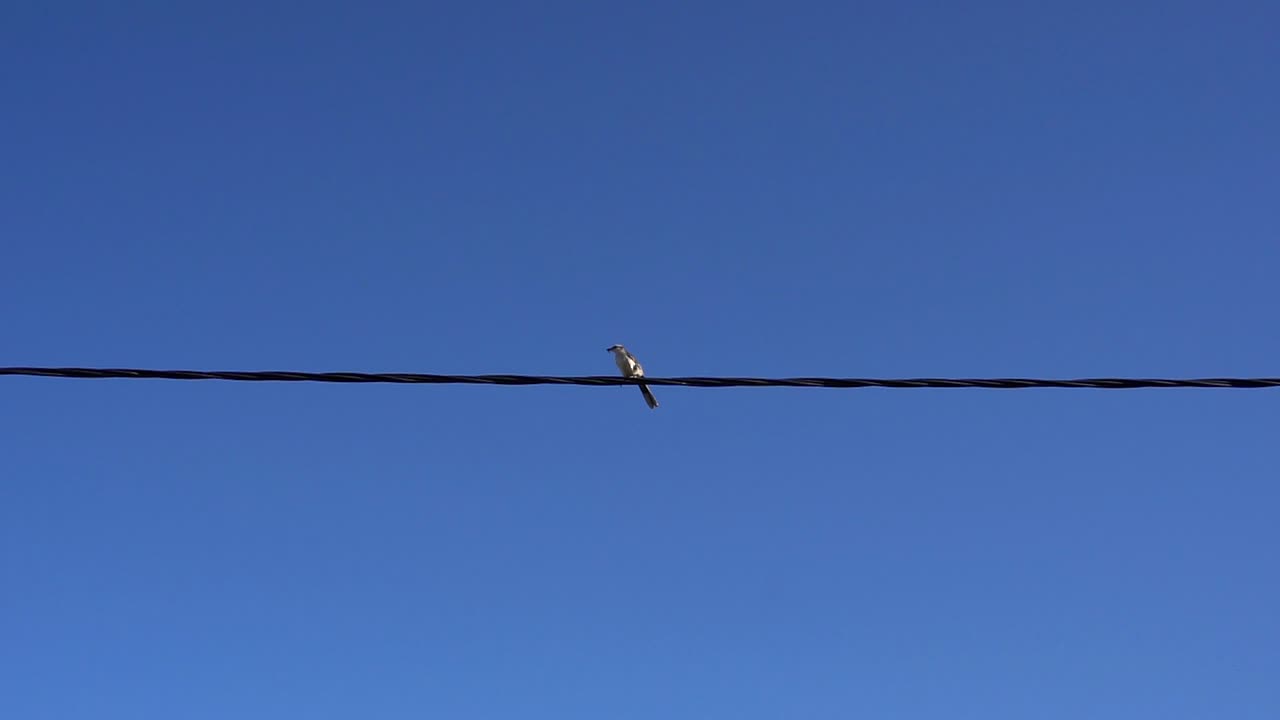 케이블에서 이륙하여 프레임 왼쪽으로 날아가는 분필 눈썹 흉내지빠귀의 짧은 슬로우 모션 클립