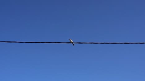 Kurzer-Zeitlupenclip-Einer-Spottdrossel-Mit-Kreidebrauen,-Die-Von-Einem-Kabel-Abhebt-Und-Links-Vom-Bild-Fliegt