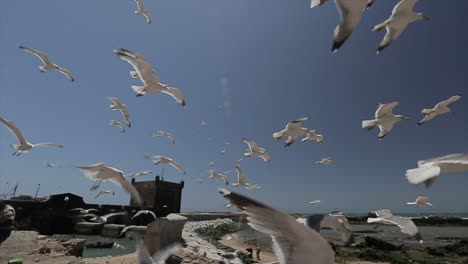 Möwen-Fliegen-In-Der-Nähe-Von-Essaouira