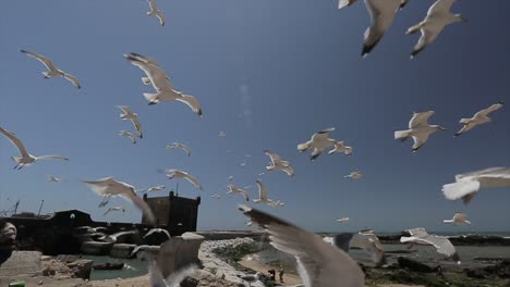 gaviotas volando cerca en essaouira