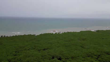 Bosques-De-Pinos-Pinares,-Playa-Toscana-Italia