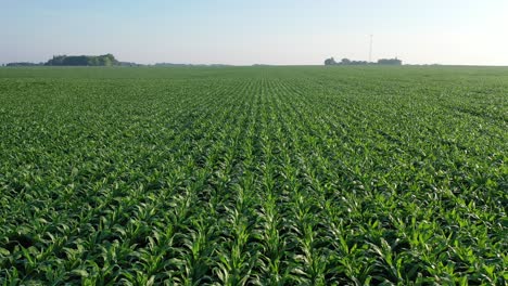 cornfield aerial view