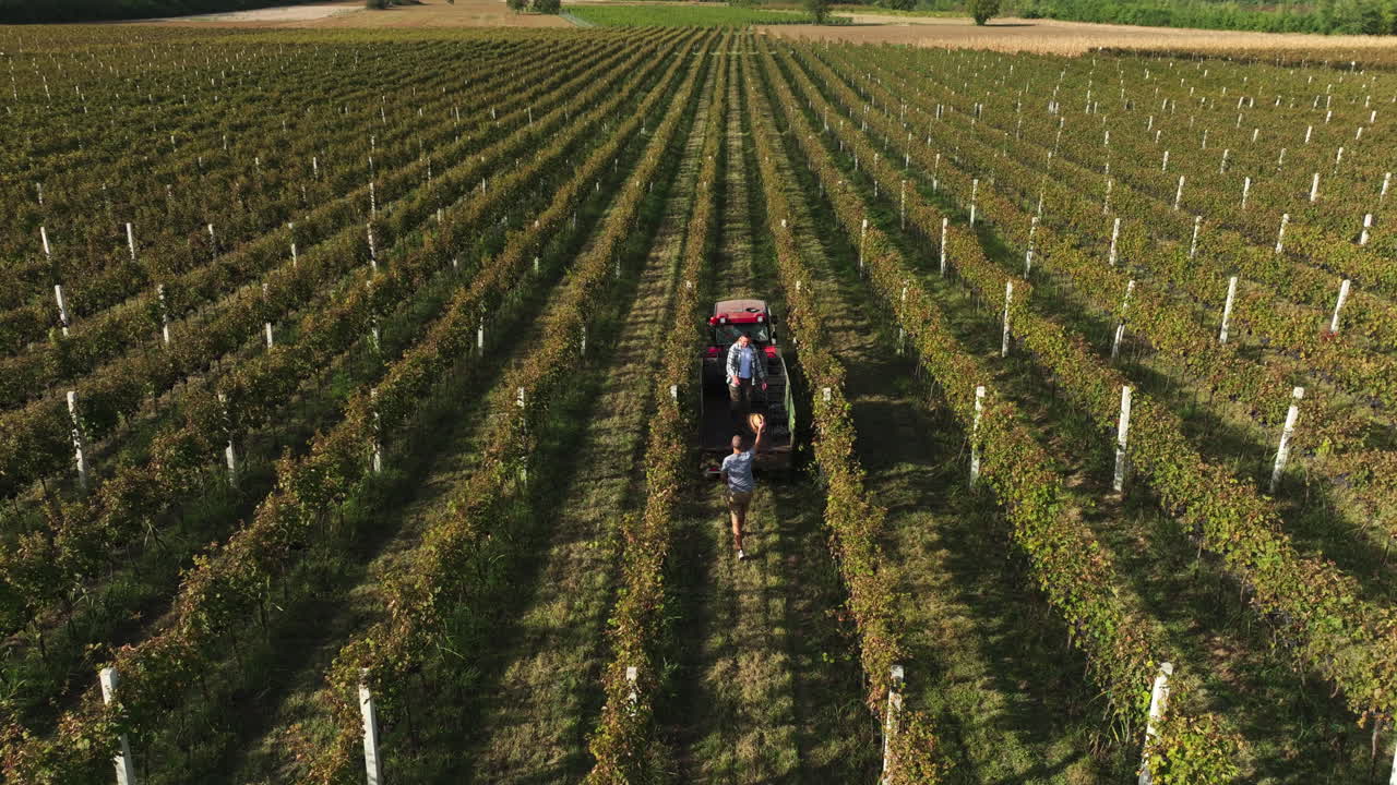 Vineyard Harvest with Tractor