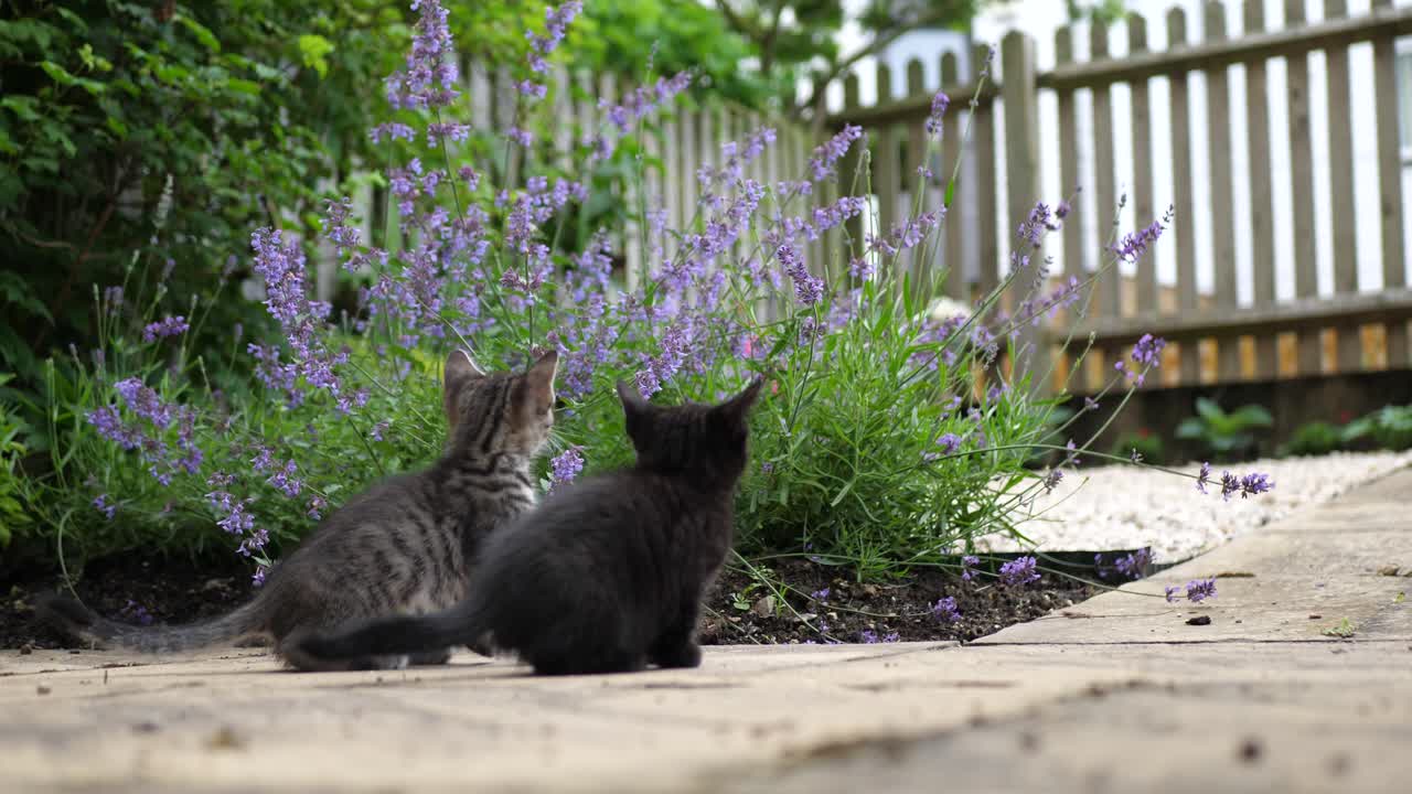 dois gatinhos observam uma abelha voando na frente deles em lavanda do lado de fora em um jardim