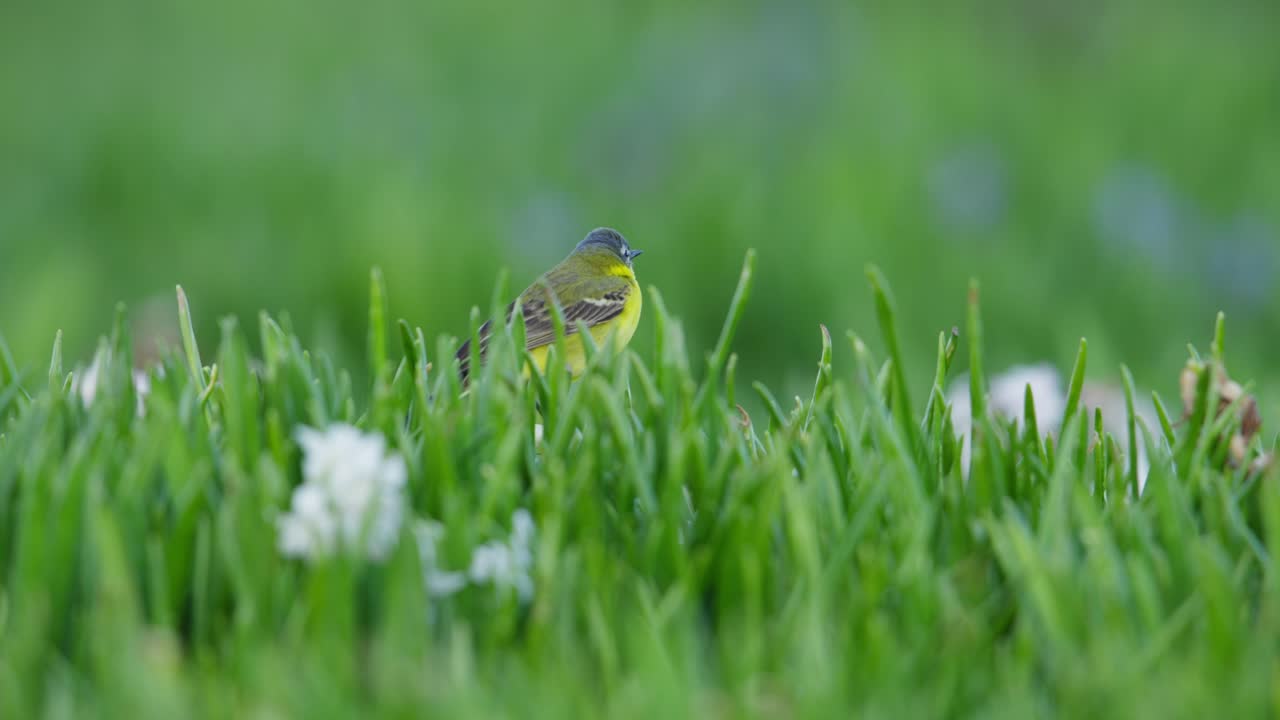 꽃 이 있는 풀 에 있는 노란 새