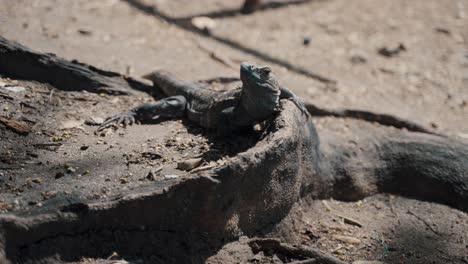 iguana lizard in costa rica wildlife sanctuary during summertime