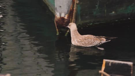 Pájaro-Flotando-Y-Nadando-En-El-Mar-En-Busca-De-Comida