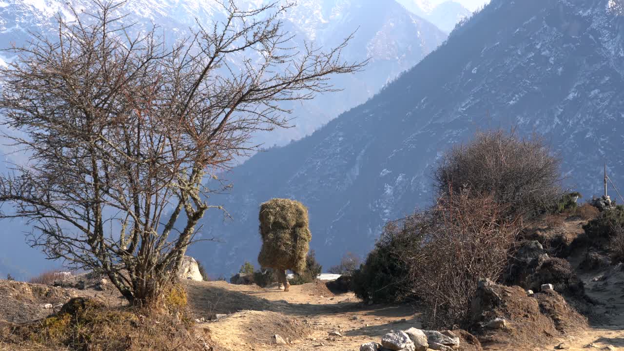 một người đàn ông mang một khối lượng lớn cỏ xuống một con đường mòn núi đá ở dãy núi nepal