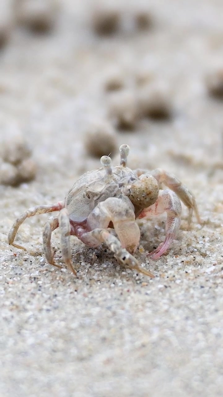 Een spookkrab beweegt over een zandstrand