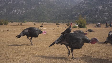 group of wild turkeys wondering in eynif tol han valley, slow motion, wide view