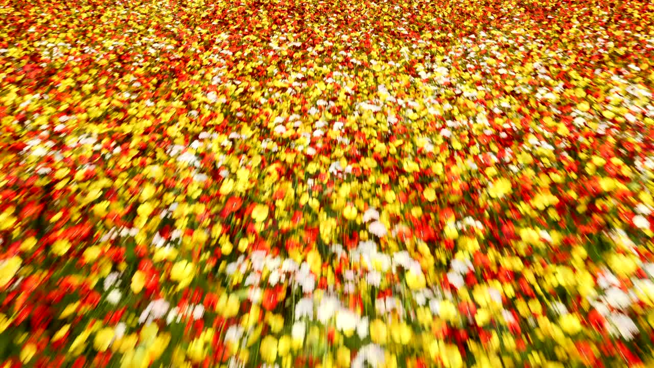 고 은 여름날에 끝없는 다채로운 꽃에서 카메라 비행. 아름다운 자연 루프 배경.