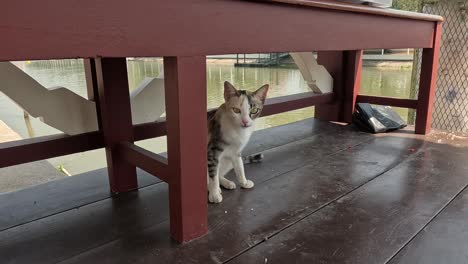 cat moves and looks around wooden gazebo