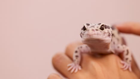 a leopard gecko is gently held and petted by a hand in soft lighting