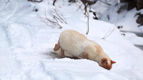 Katze-In-Freier-Wildbahn,-Die-Sich-Umschaut